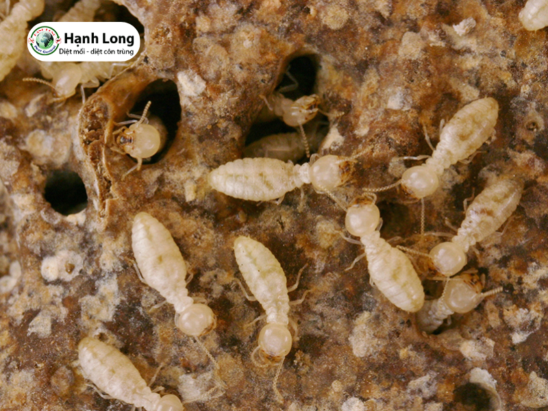 Tổ mối đất là gì? Dấu hiệu nhận biết và cách xử lý an toàn