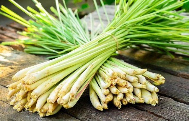 cay-duoi-muoi-sa chanh