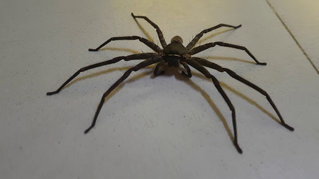 Có nên giết nhện nhà không?