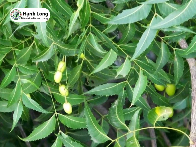 cách diệt mối có cánh