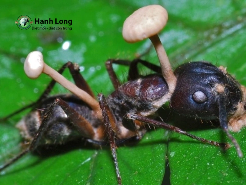 diệt mối sinh học diệt mối sinh học