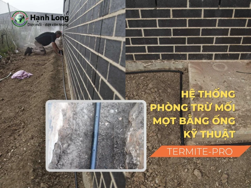 diệt mối tận gốc tại tp hcm