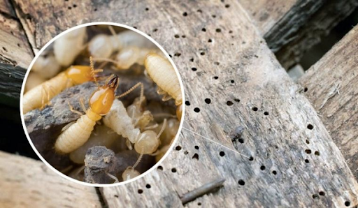 Quy trình cung cấp diệt mối tại Cà Mau