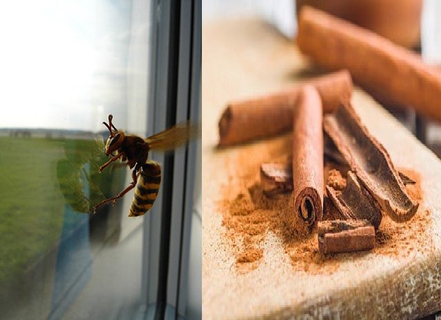 Cách đuổi ong ra khỏi nhà 4