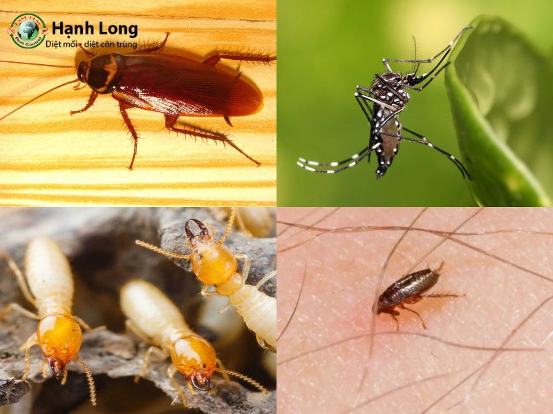 Dịch vụ phun thuốc diệt côn trùng tại nhà