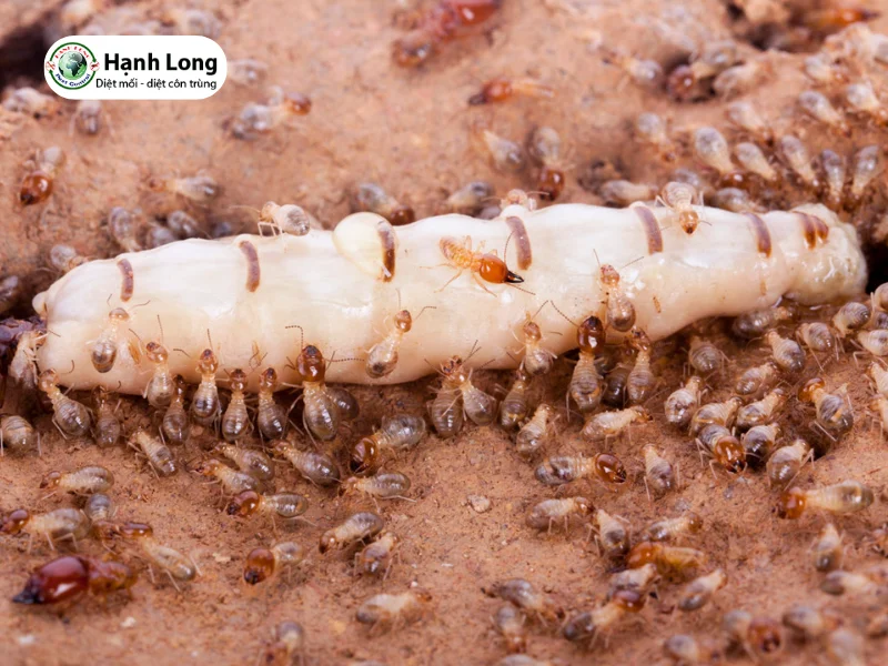 hình ảnh con mối chúa