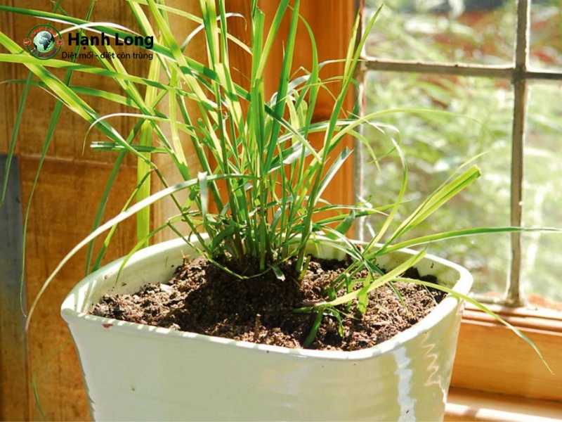 trồng cây sả trong nhà trồng cây sả trong nhà