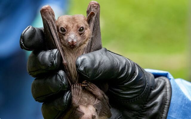 Cách đuổi dơi 5