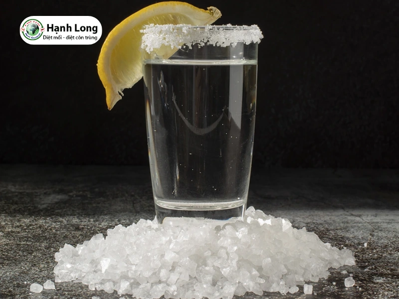 nguyên nhân mối mọt