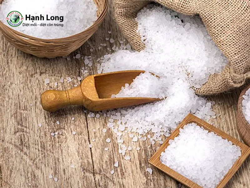 cách diệt mối trong nhà