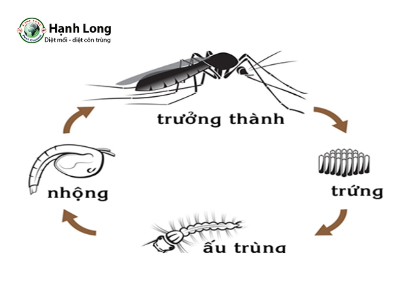 con muỗi là con gì