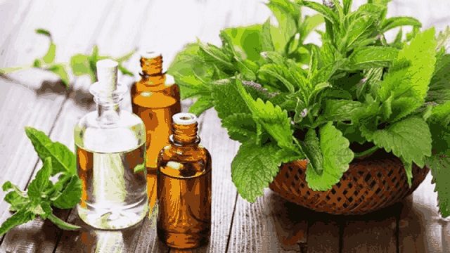 Cách đuổi rán 7