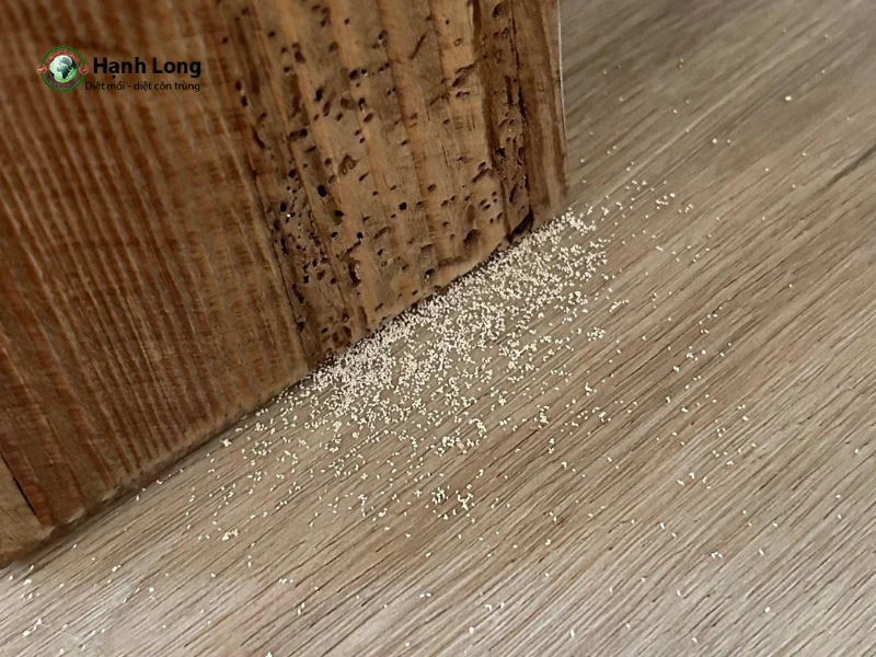 cách trị mọt gỗ cách trị mọt gỗ