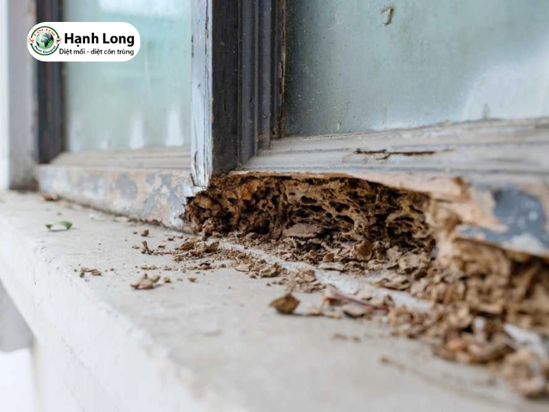cách diệt mối gỗ ẩm