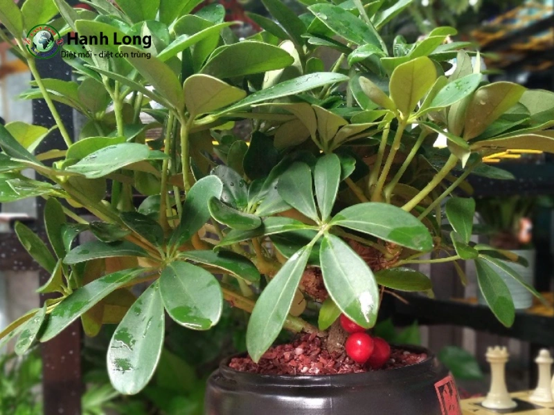 cây đuổi muỗi trong nhà