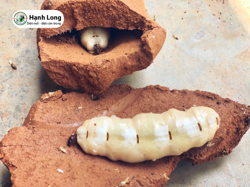 cách đào mối chúa