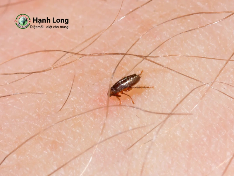 dịch vụ diệt bọ chét dịch vụ diệt bọ chét