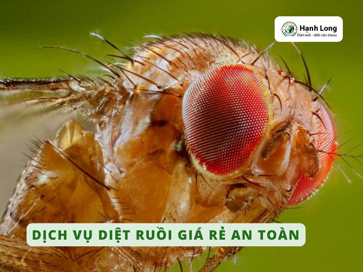 Dịch vụ diệt ruồi