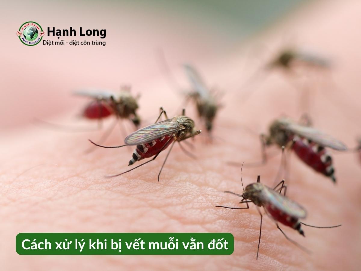 Cách xử lý khi bị vết muỗi vằn đốt