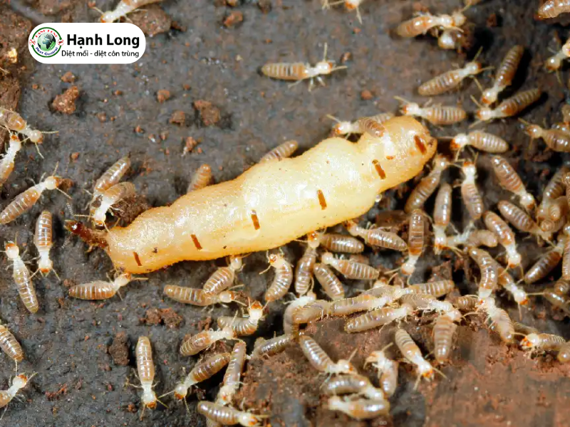 Tìm hiểu về mối chúa - Phương pháp diệt mối chúa đơn giản