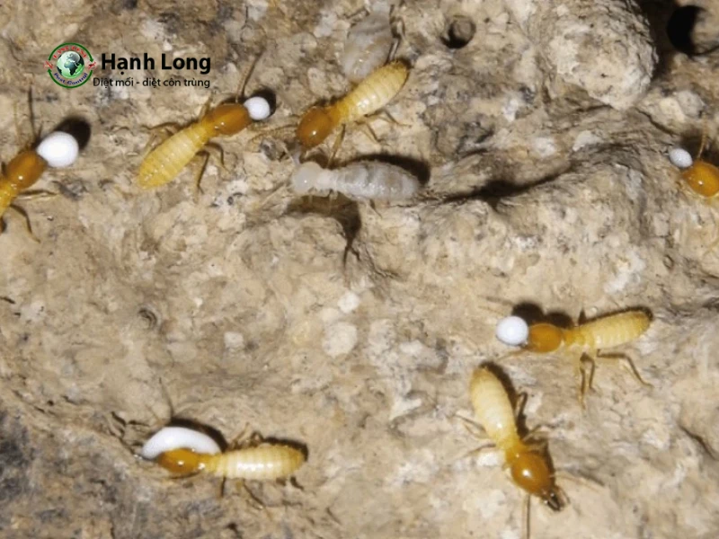 các loại mối các loại mối