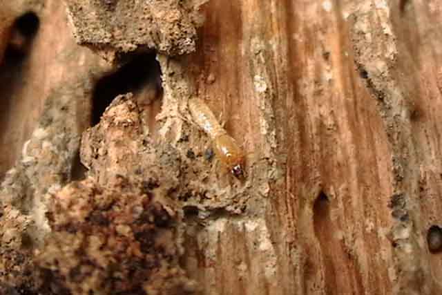 Diệt mối ăn cây trồng