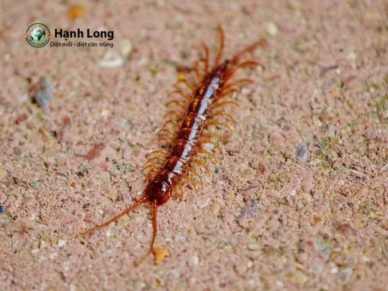 công ty diệt rết công ty diệt rết