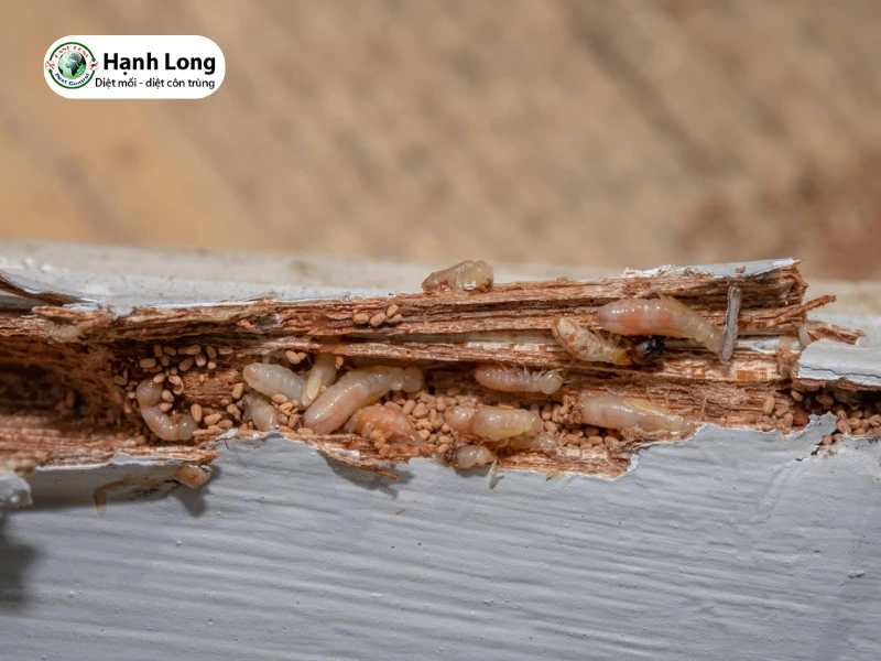 nguyên nhân gây mối mọt