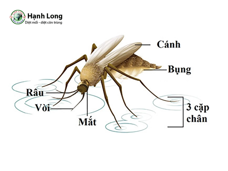 con muỗi là con gì