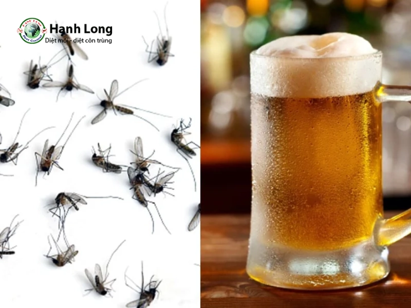Nhiều người diệt muỗi bằng bia: có thật sự hiệu quả?