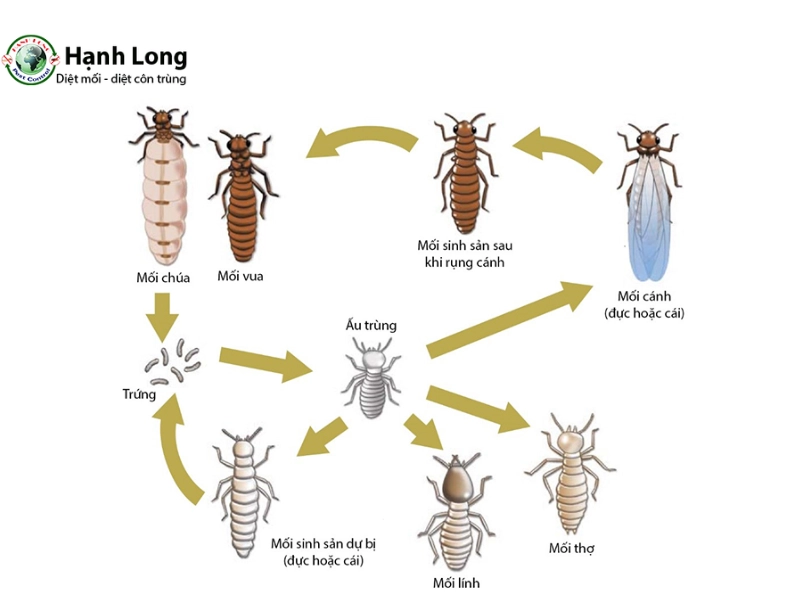 Vòng đời của mối - Tìm hiểu quá trình phát triển và phân hóa 