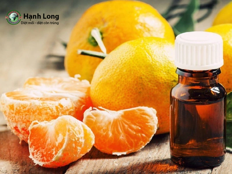 cách diệt mối trong nhà