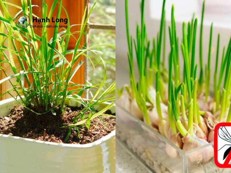 cách diệt muỗi ngoài vườn
