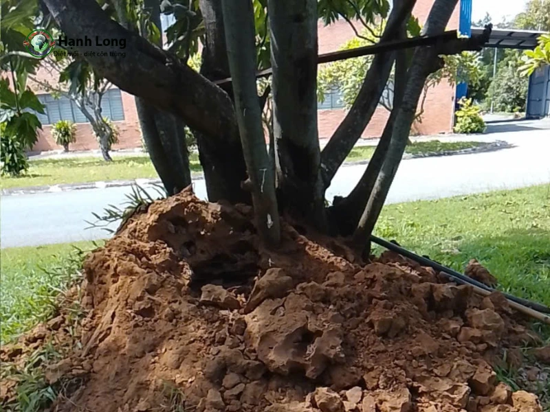 diệt mối tại quận 8