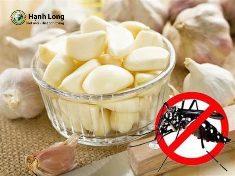cách đuổi muỗi bằng tỏi cách đuổi muỗi bằng tỏi