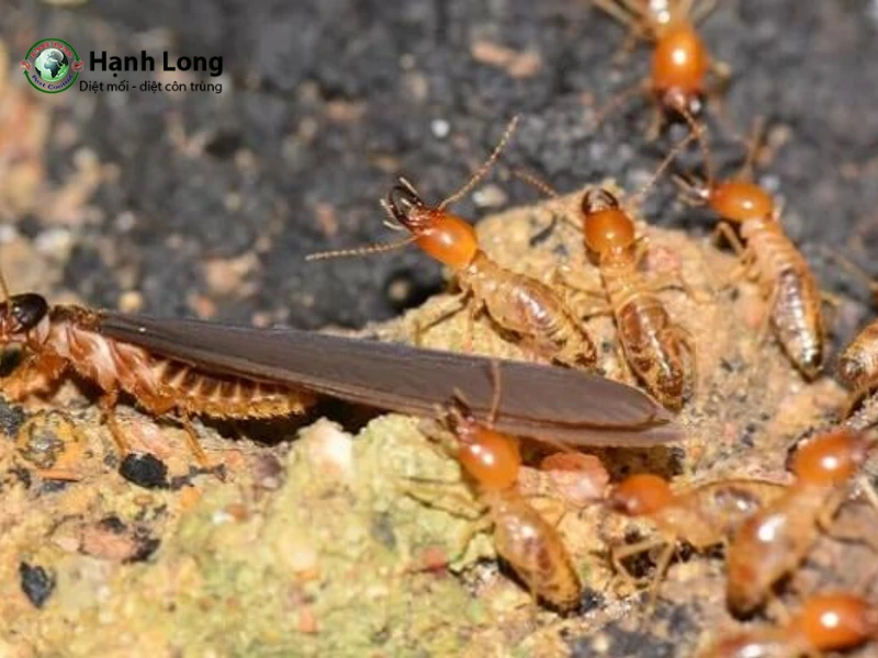 cách trị mối trong nhà