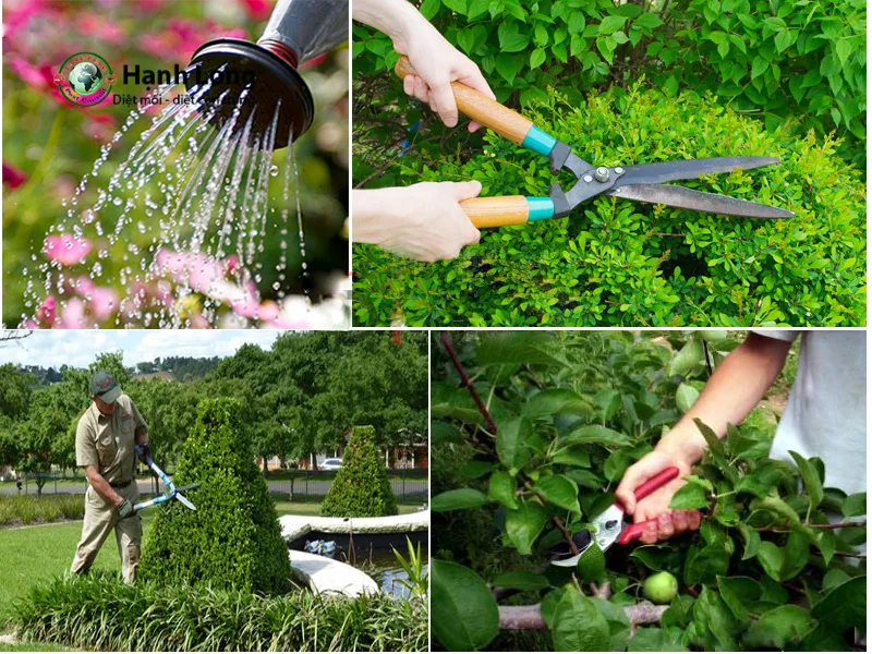 cách diệt muỗi ngoài vườn