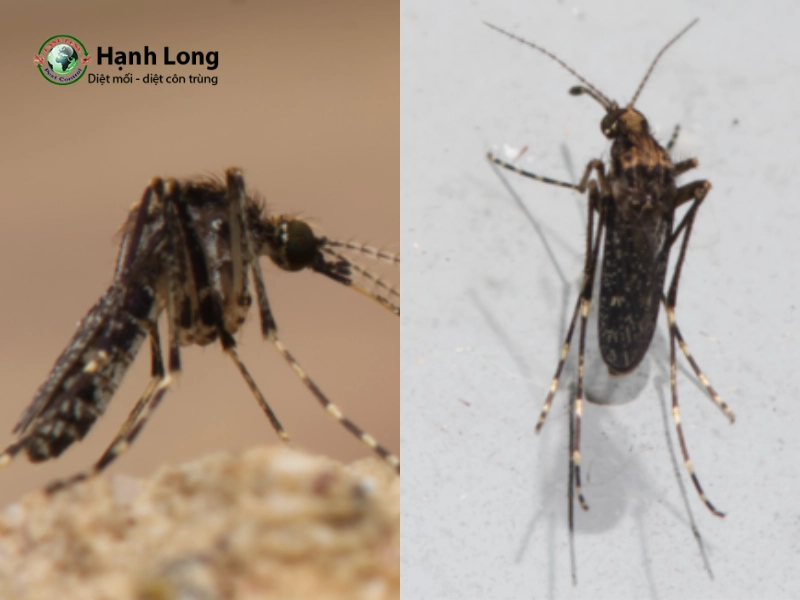 Muỗi Mimomyia Muỗi Mimomyia