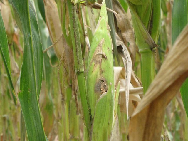 Sâu đục thân bắp ngô
