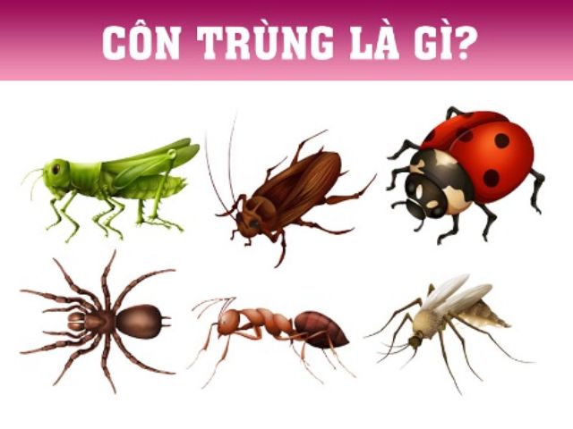 Côn trùng là gì? Cấu tạo, đặc điểm, phân loại, tập tính (ĐẦY ĐỦ)