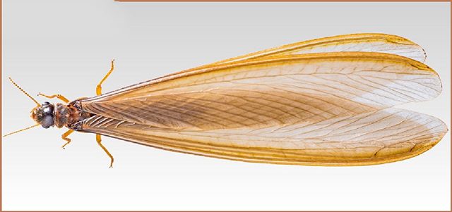 Đặc điểm của mối cánh