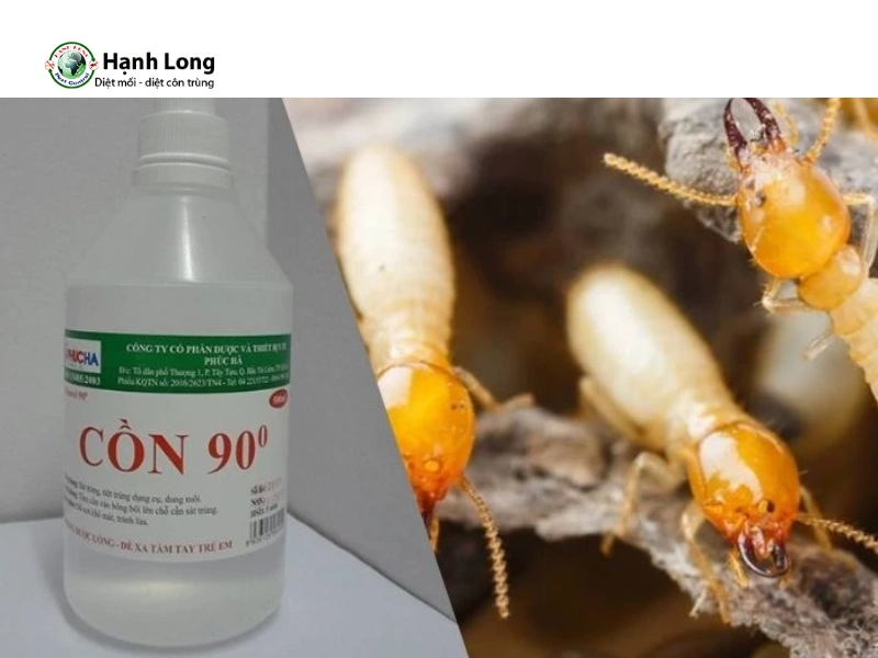 Cách trị mọt gỗ bằng cồn 70 độ, 90 độ: Nên dùng loại nào?