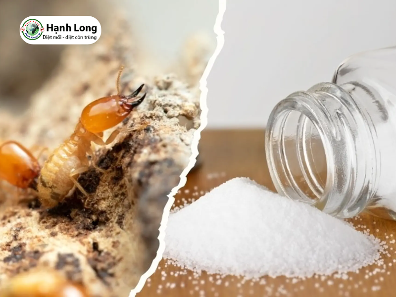 Cách diệt mối bằng muối tại nhà? Áp dụng khi nào