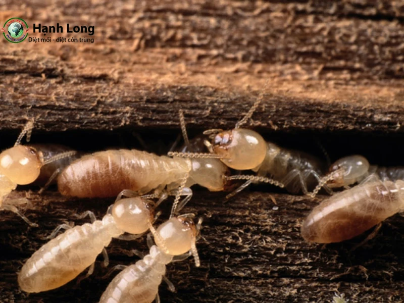 vòng đời con mối