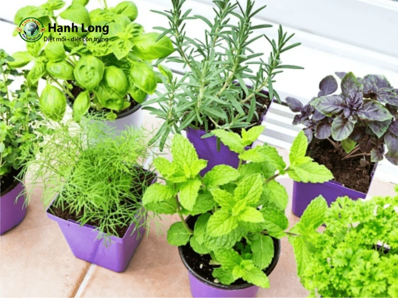 trồng cây đuổi muỗi