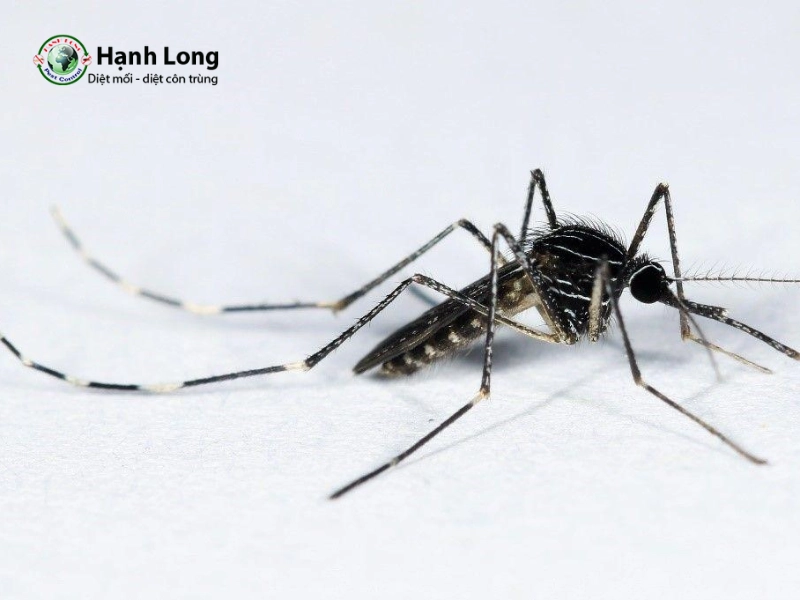 Muỗi Tripteroides (Muỗi tre) Muỗi Tripteroides (Muỗi tre)