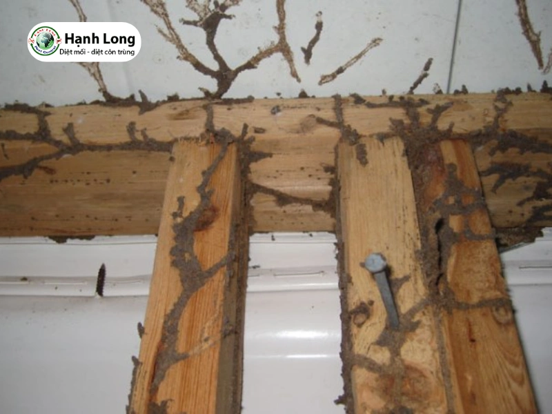 so sánh mối đất và mối gỗ