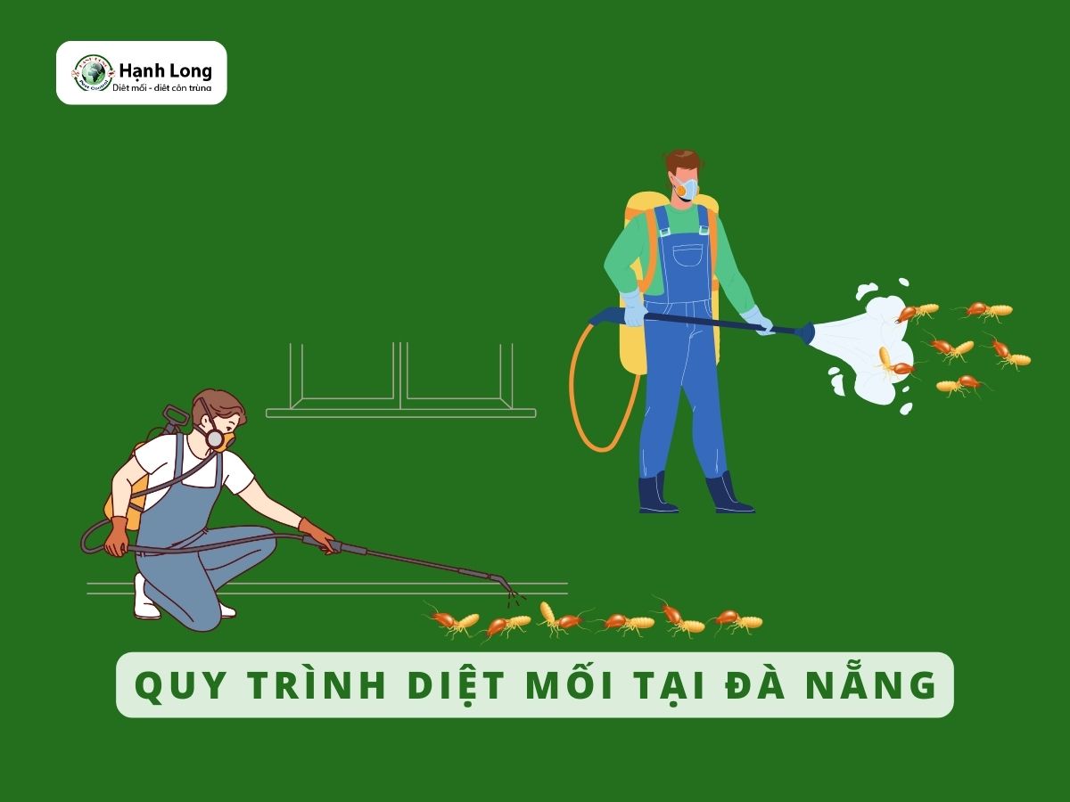 Quy trình diệt mối tận gốc tại Đà Nẵng