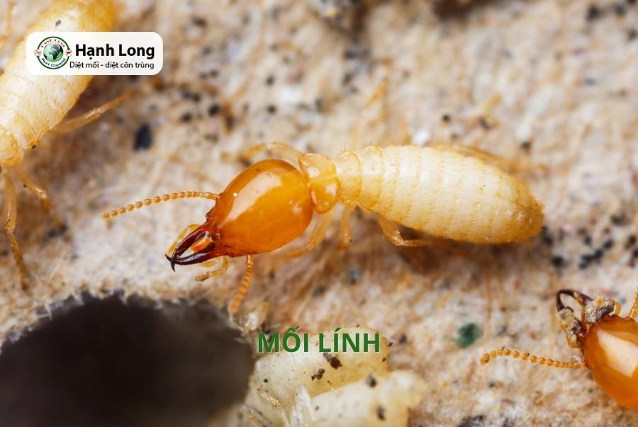 Hình ảnh con mối lính
