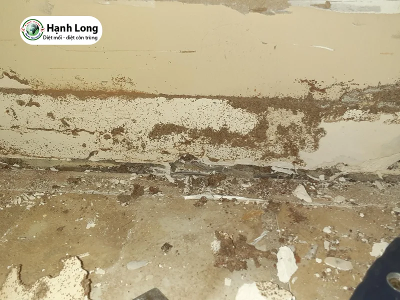 mối ăn tường